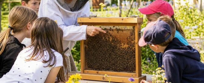 Animation pédagogique autour des abeilles avec des enfants dans un jardin