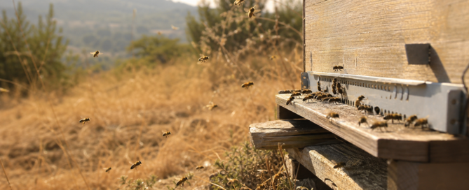 Abeilles devant une ruche en période de canicule et de sécheresse