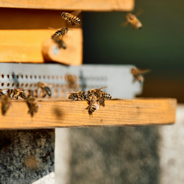 Abeilles a l’entree d’une ruche Abeilles en vol devant l'entrée d'une ruche