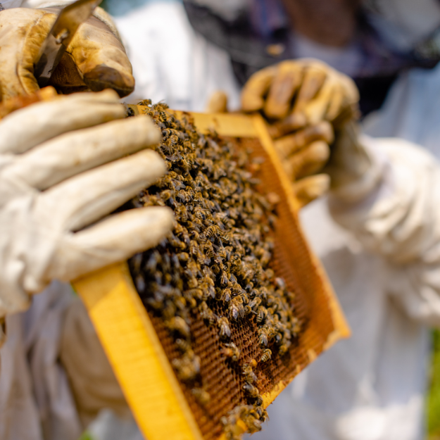 Suivi apicole d’un cadre de ruche Apiculteurs inspectant un cadre de ruche couvert d'abeilles