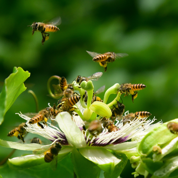 Abeilles pollinisatrices sur une fleur Abeilles pollinisant une fleur de passiflore