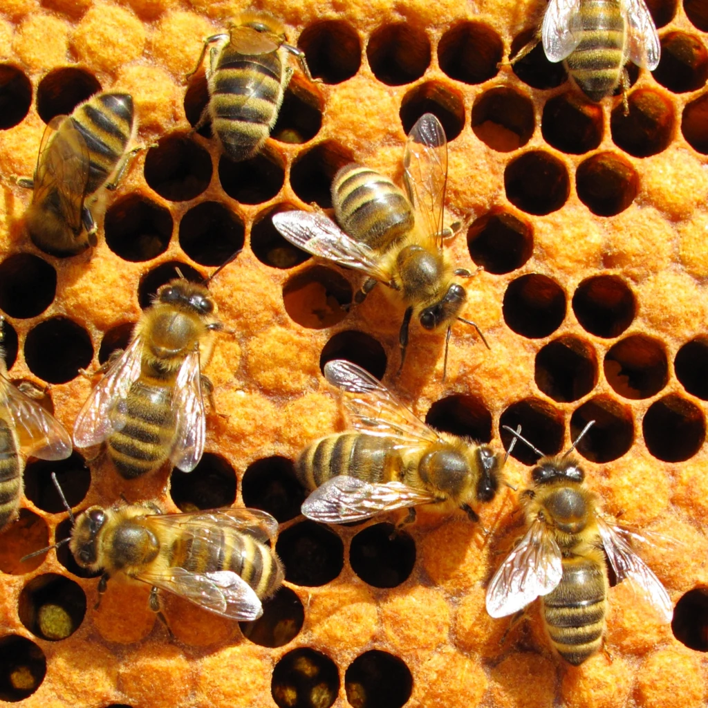 Abeilles sur un rayon de ruche