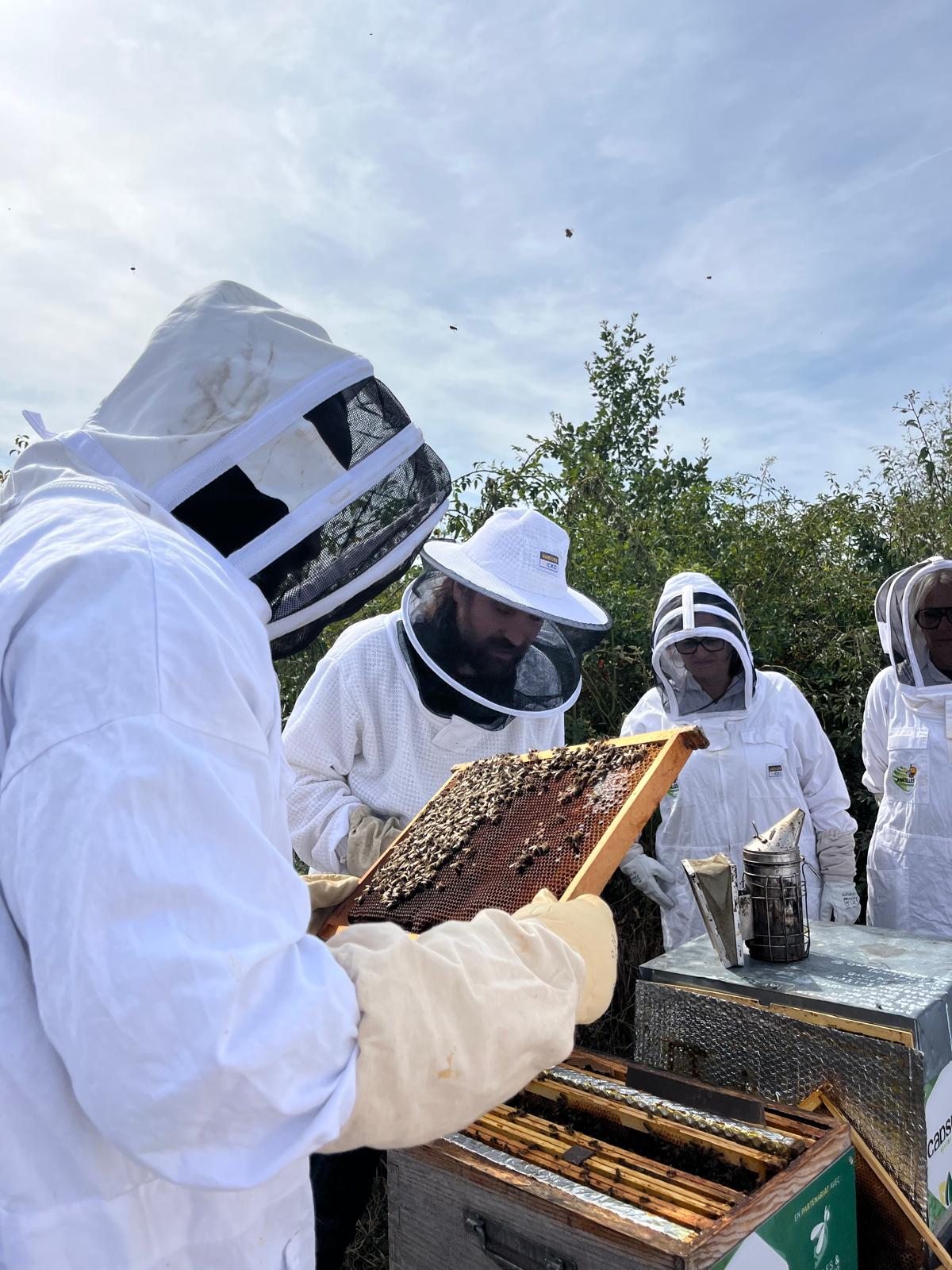 Observation d’un cadre couvert d’abeilles