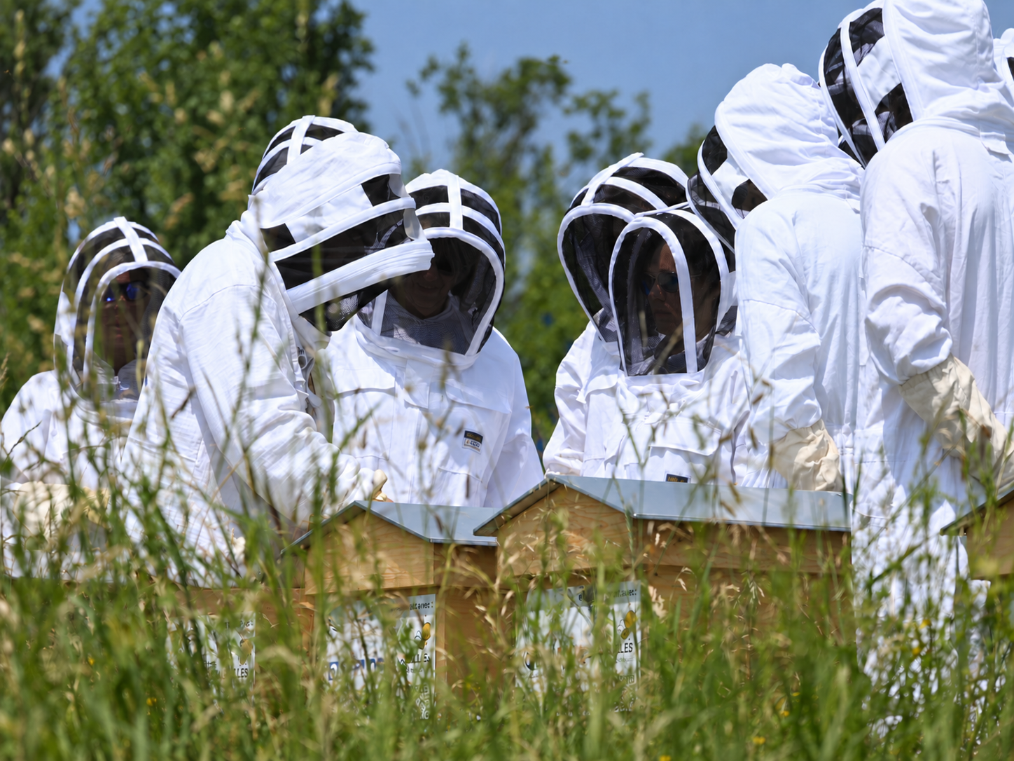 Découverte des ruches en bois naturel Équipe en tenue d’apiculture découvrant des ruches en bois naturel dans une prairie