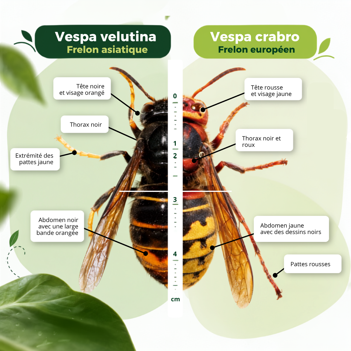 Comparatif du frelon asiatique (Vespa velutina) et du frelon européen (Vespa crabro) : tête, thorax, abdomen et pattes.