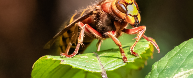 Frelon posé sur une feuille verte, photographié en gros plan.