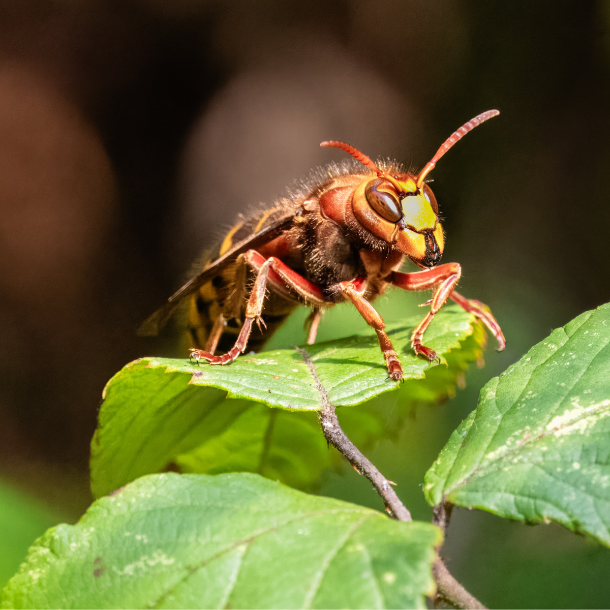 Frelon posé sur une feuille verte, photographié en gros plan.
