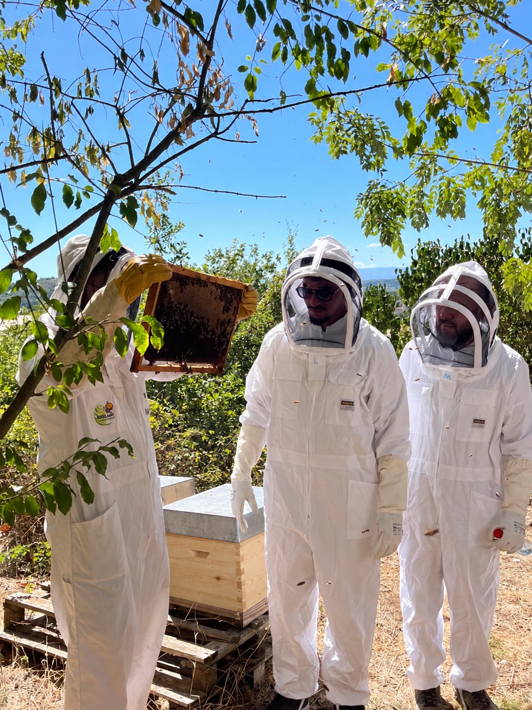 Des participants observent un cadre couvert d’abeilles avec un apiculteur